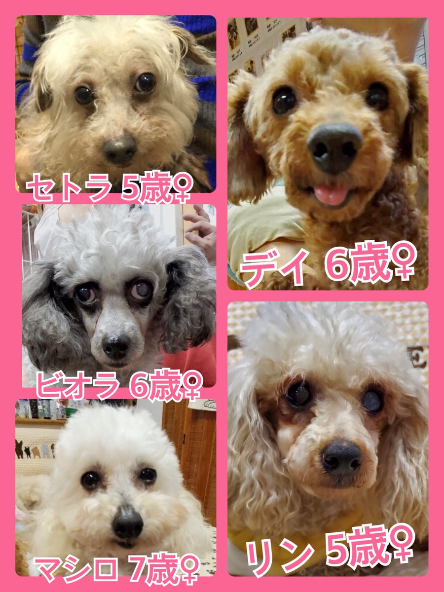 🐾今日の里親様募集中ワンコ🐶メンバーです🐾2020,3,8